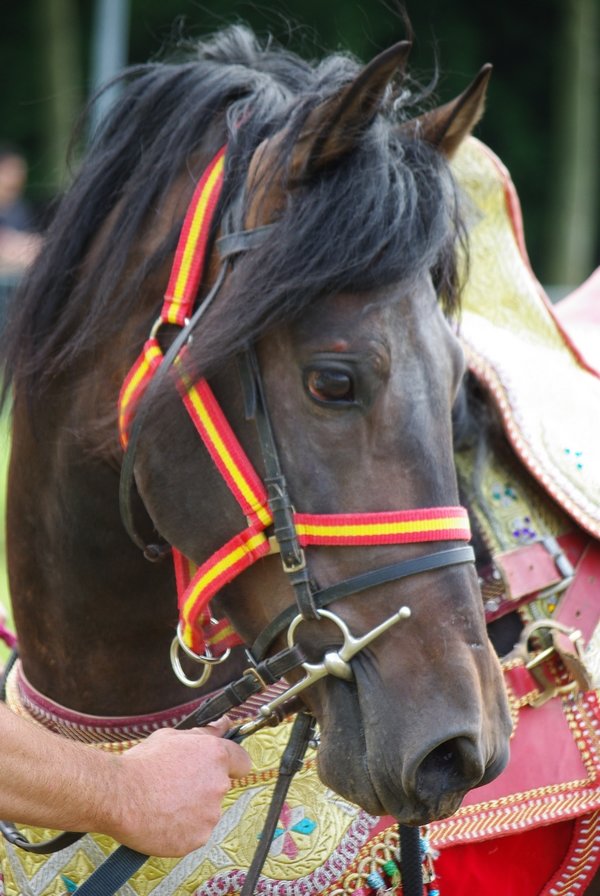 Le Moussem des Cultures 2008 079.jpg